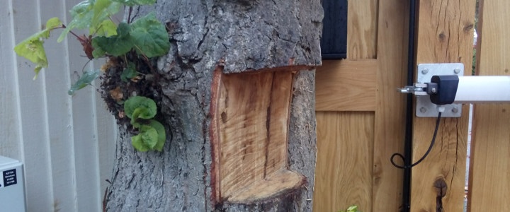 Homeowner stumped after cutting hole in protected tree