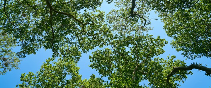 Tree Preservation Orders