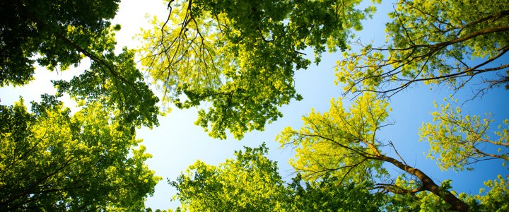 Trees in conservation areas