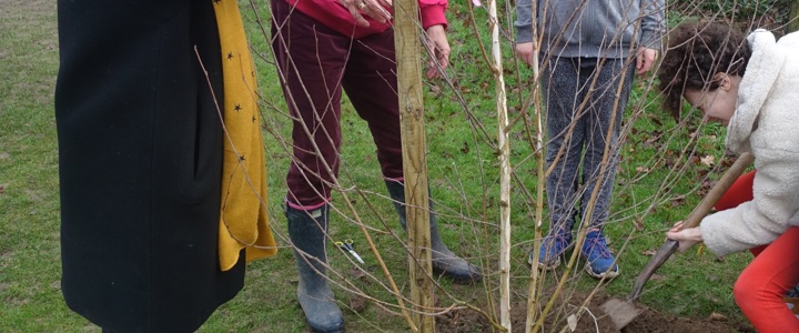 Three Free Trees to encourage more planting in villages