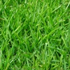 Grass cuttings