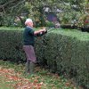 Hedge trimmings