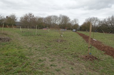 Northstowe community orchard