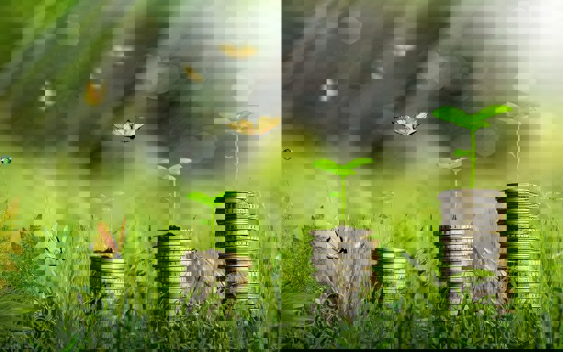 Money plants.jpg