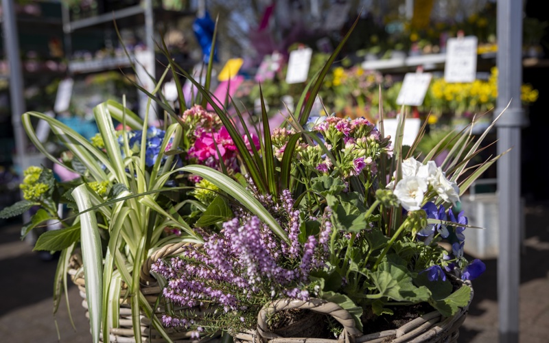 Flowers for sale at the Gransdens Farmers Market.jpg