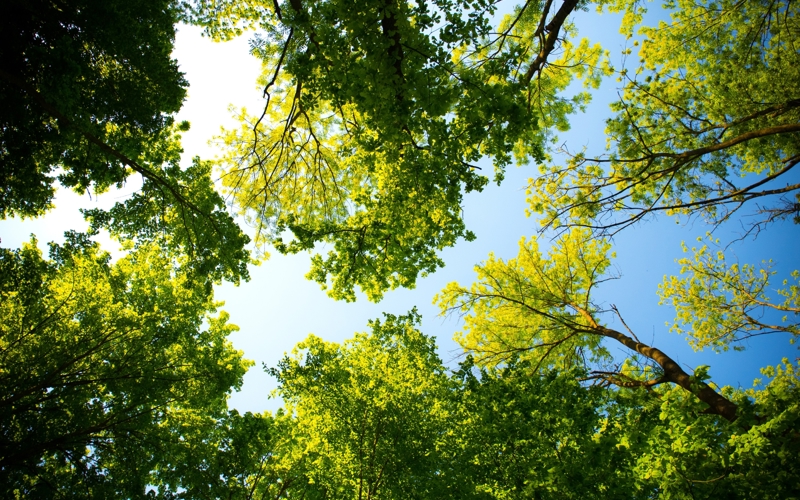 blue-sky-and-tree-branches.jpg