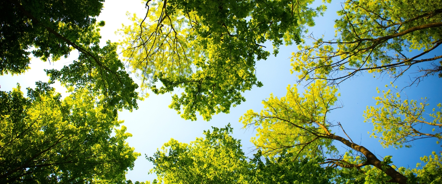 blue-sky-and-tree-branches.jpg