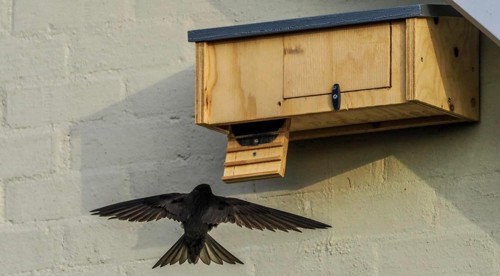 A Swift flying into a Swift nest box