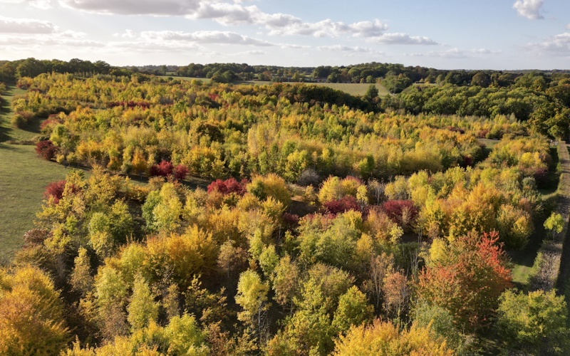 Trees looking towards Madingley.JPG