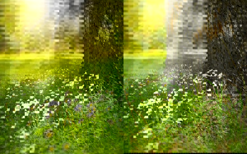a-tree-and-grass.jpg