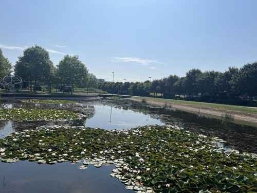 pond