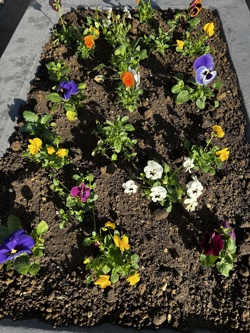 Colourful flowers planted within the concrete planter